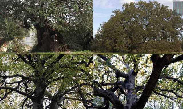 Dal Faggio dei baracconi alla Quercia di Macr: ecco i 74 alberi monumentali della Puglia